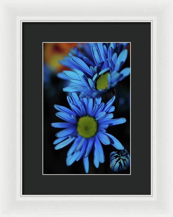 Blue Daisy Vertical - Framed Print