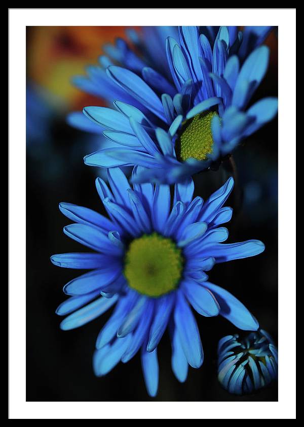 Blue Daisy Vertical - Framed Print