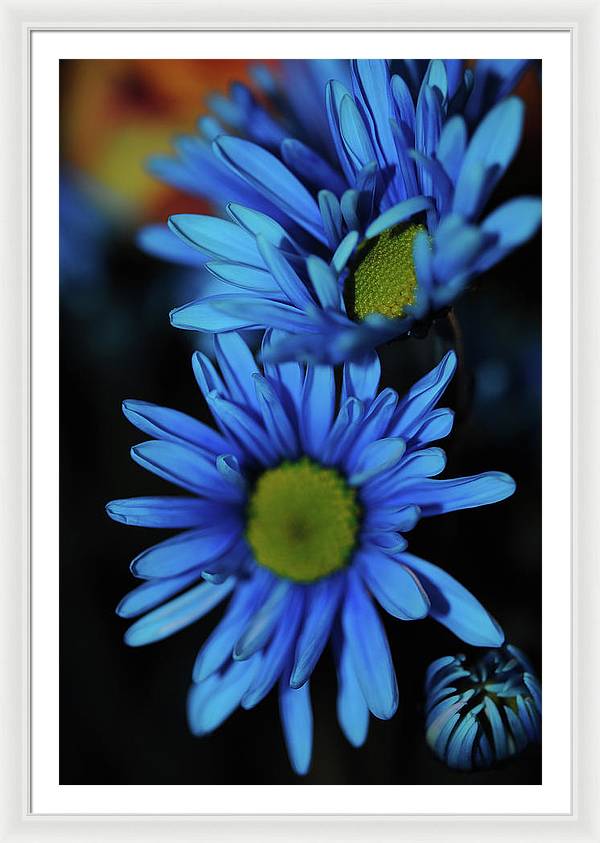Blue Daisy Vertical - Framed Print
