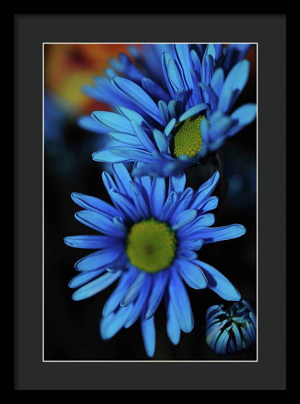 Blue Daisy Vertical - Framed Print