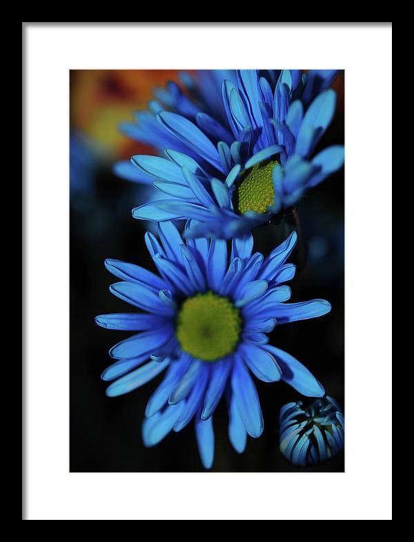 Blue Daisy Vertical - Framed Print