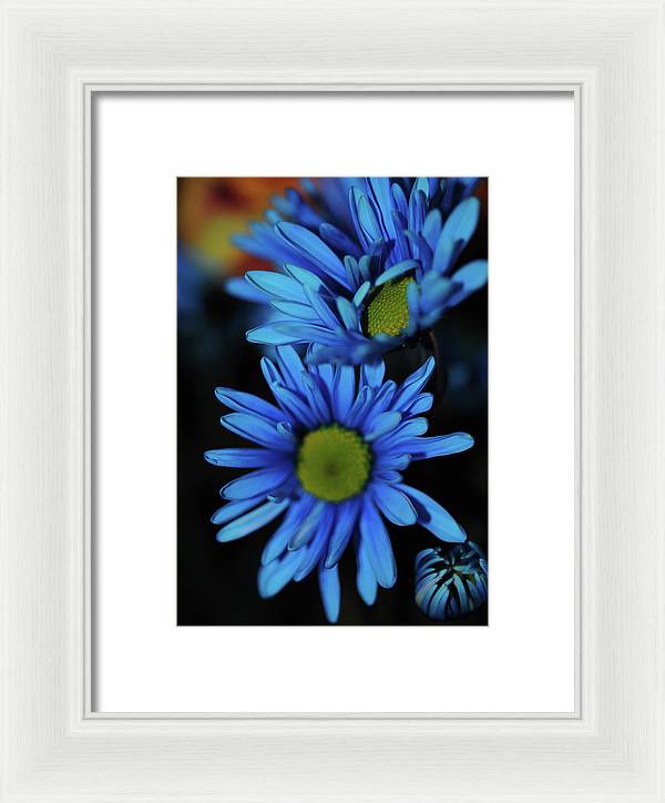Blue Daisy Vertical - Framed Print