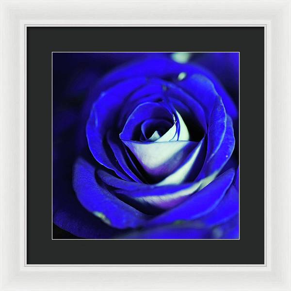 Blue Rose - Framed Print