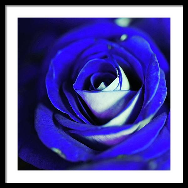 Blue Rose - Framed Print