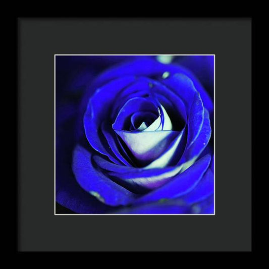 Blue Rose - Framed Print