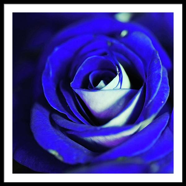 Blue Rose - Framed Print
