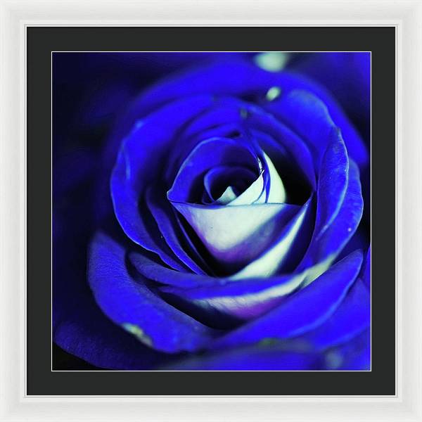 Blue Rose - Framed Print