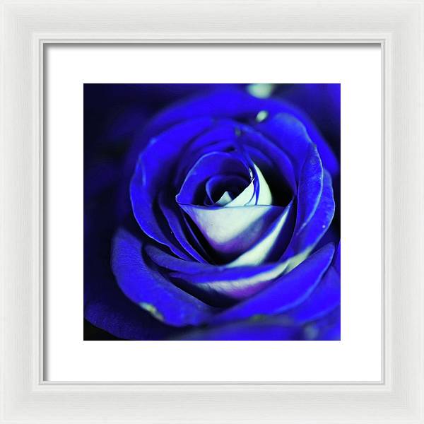 Blue Rose - Framed Print