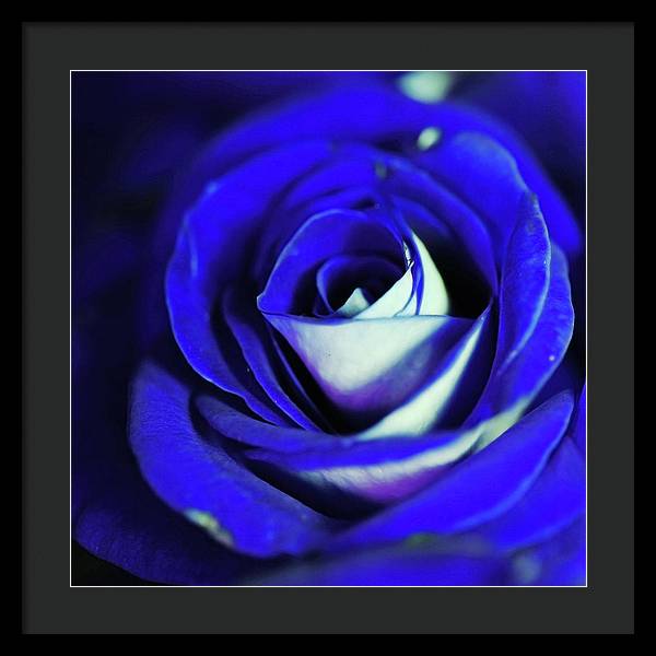 Blue Rose - Framed Print