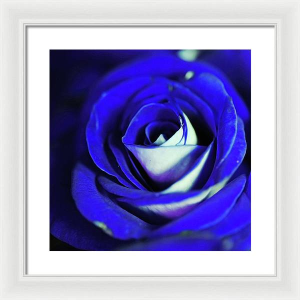 Blue Rose - Framed Print