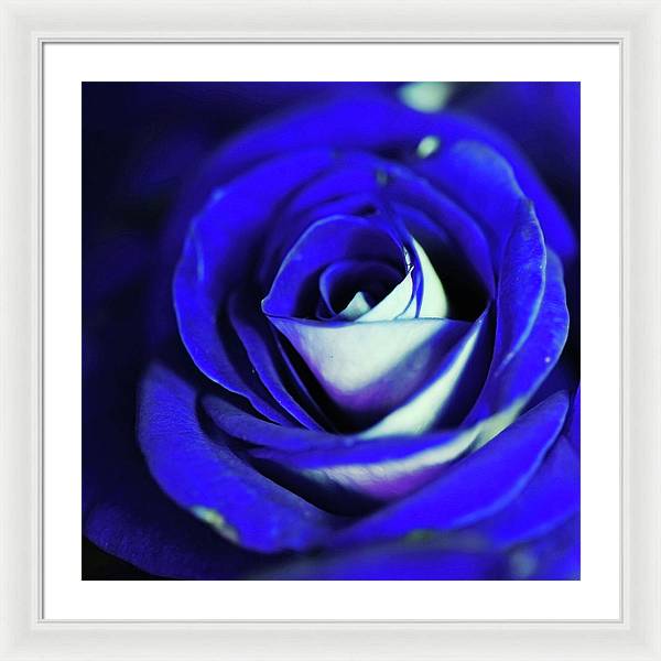 Blue Rose - Framed Print