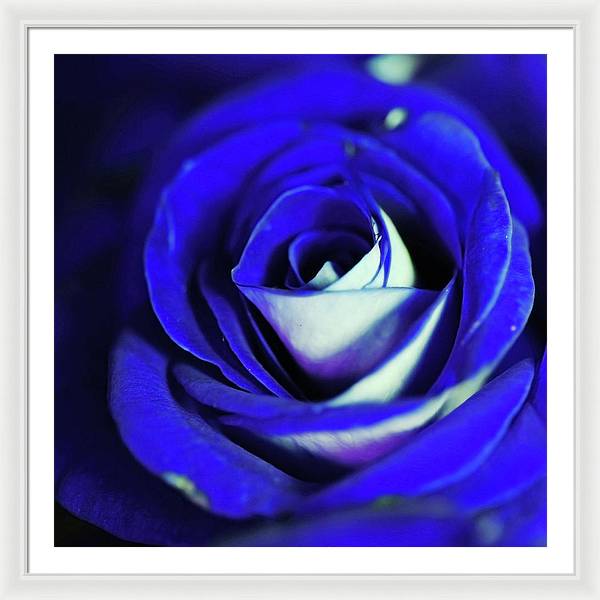 Blue Rose - Framed Print