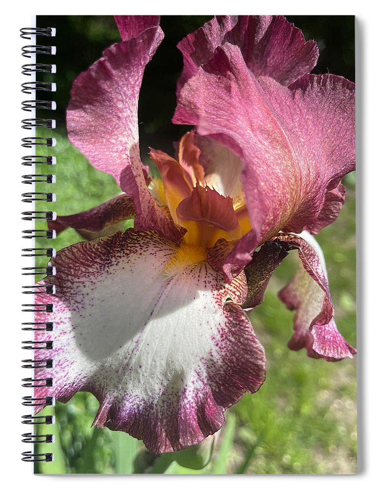Burgundy iris - Spiral Notebook