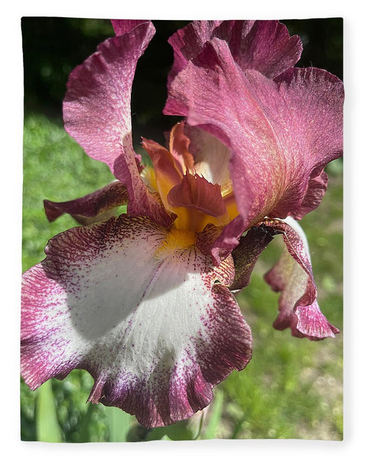 Burgundy iris - Blanket