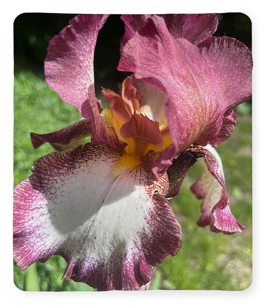 Burgundy iris - Blanket