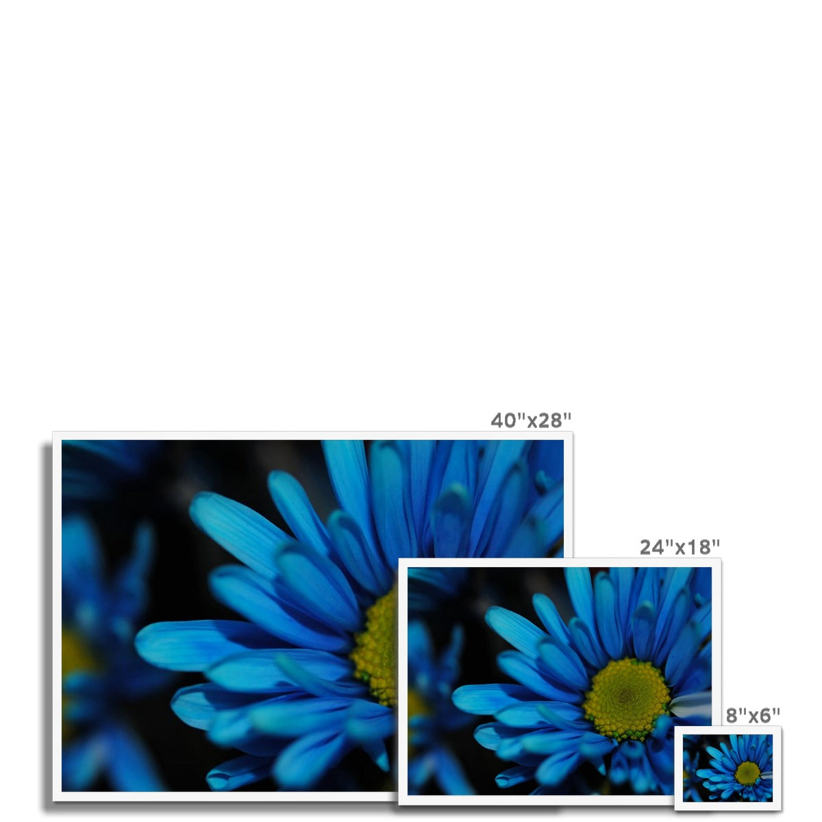 Blue Daisy Framed Print