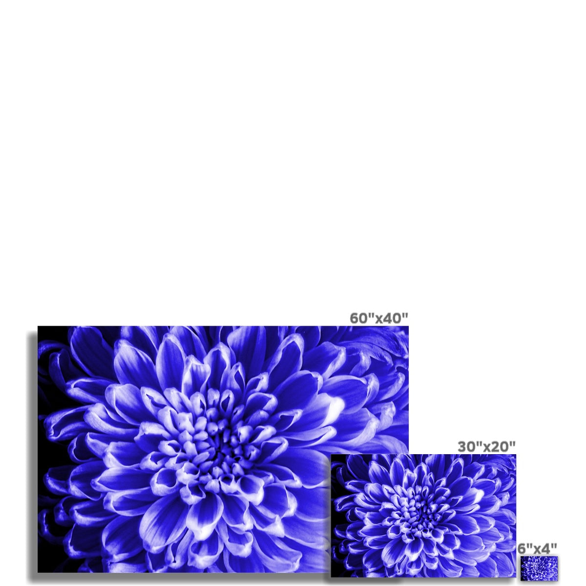 Blue Chrysanthemum Hahnemühle Photo Rag Print