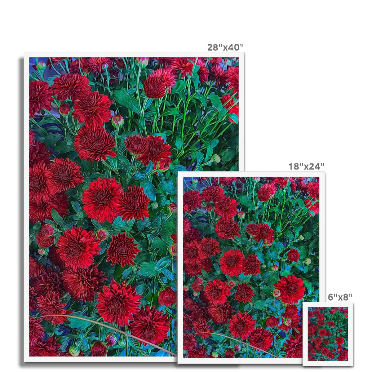 Red Mums Framed Print