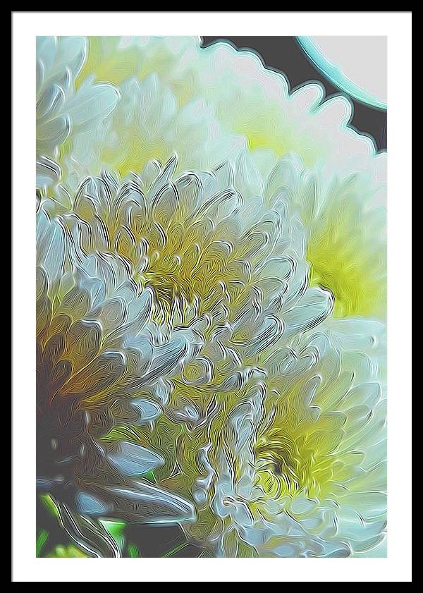 Chrysanthemums in White Light - Framed Print