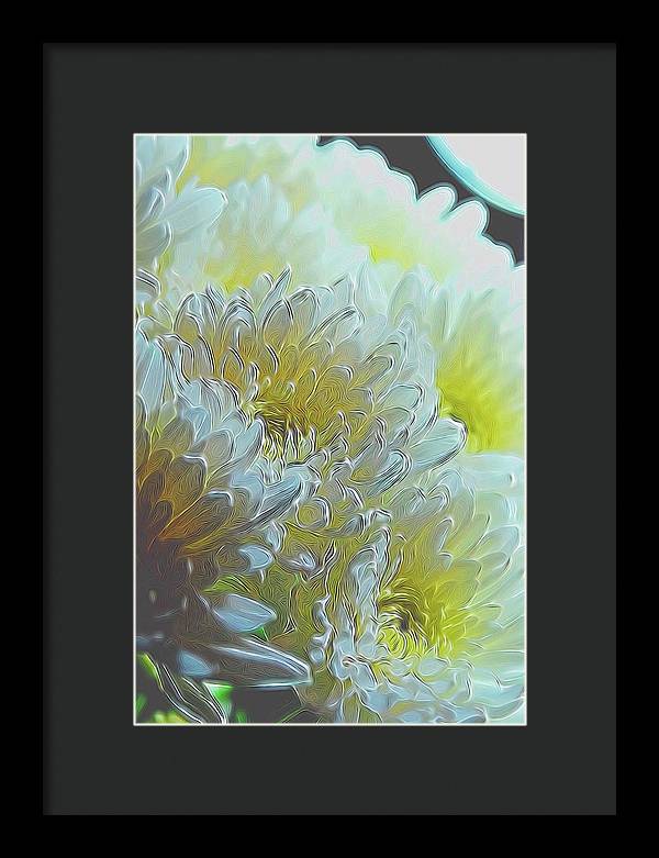 Chrysanthemums in White Light - Framed Print