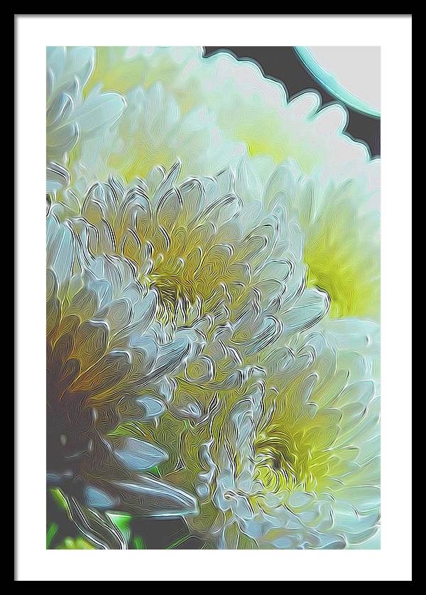 Chrysanthemums in White Light - Framed Print