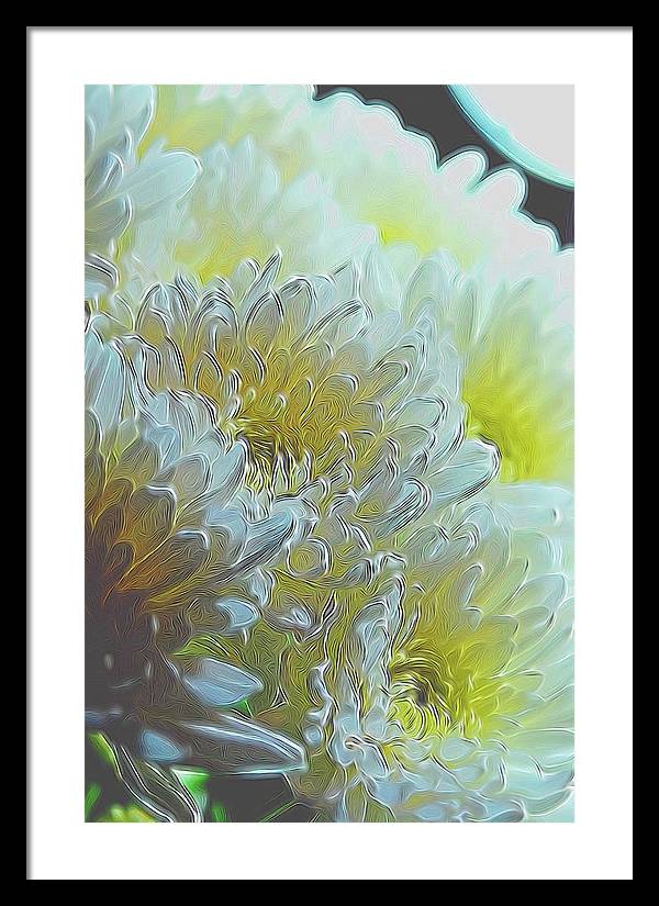 Chrysanthemums in White Light - Framed Print