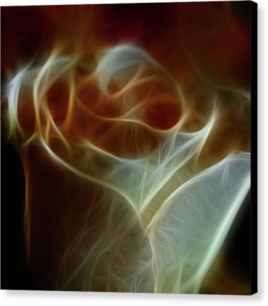 Cream and Amber Rose - Canvas Print