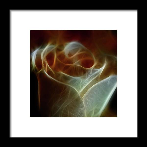 Cream and Amber Rose - Framed Print