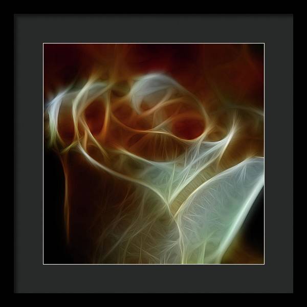 Cream and Amber Rose - Framed Print