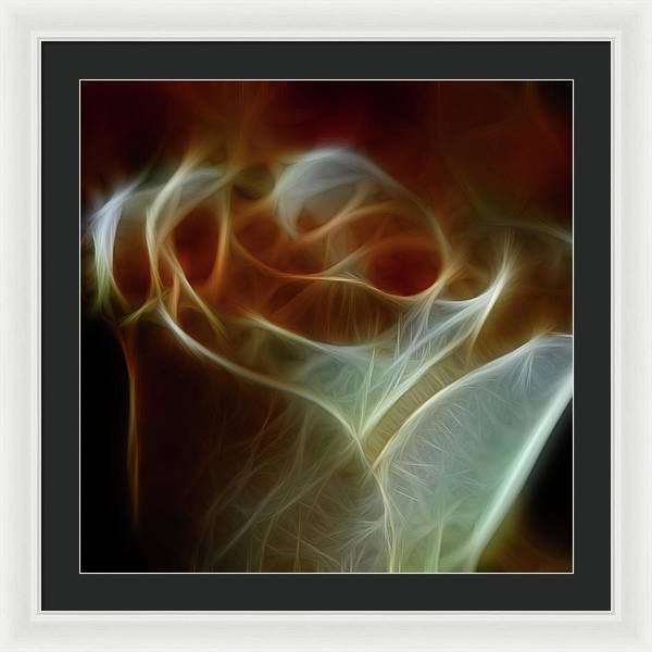 Cream and Amber Rose - Framed Print