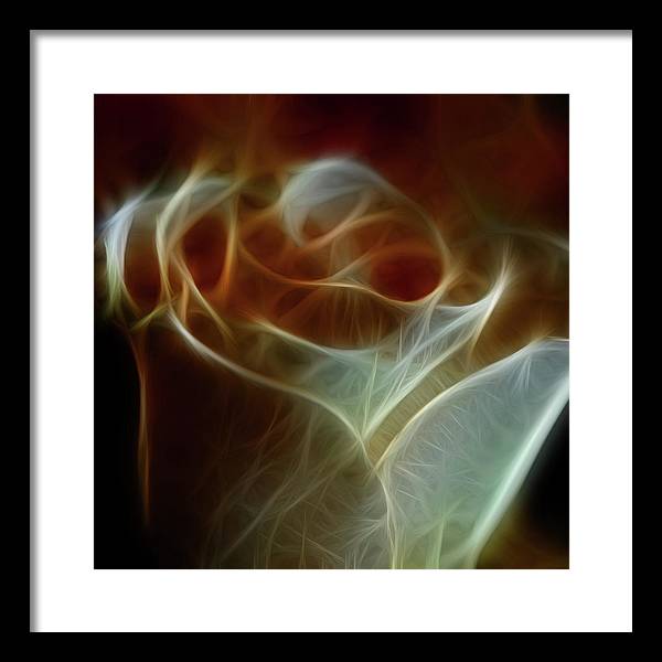Cream and Amber Rose - Framed Print