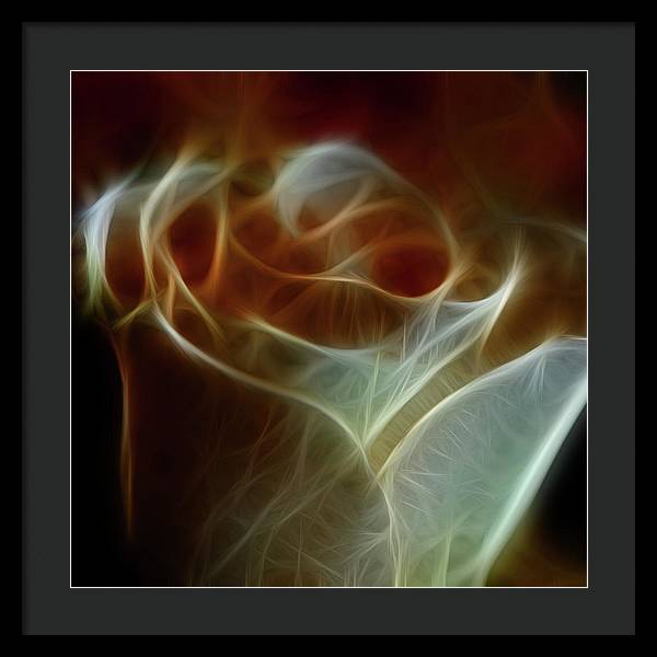 Cream and Amber Rose - Framed Print