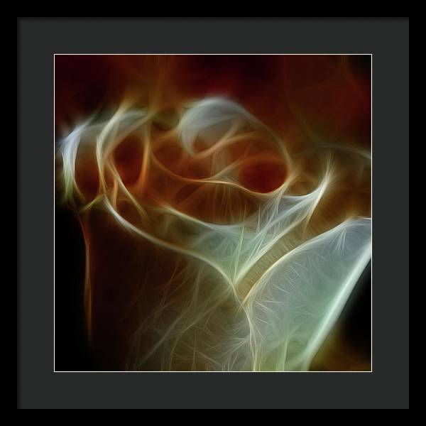 Cream and Amber Rose - Framed Print