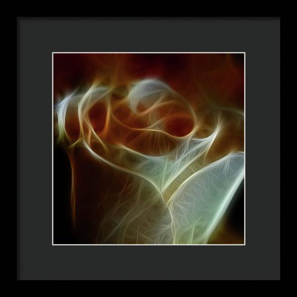 Cream and Amber Rose - Framed Print