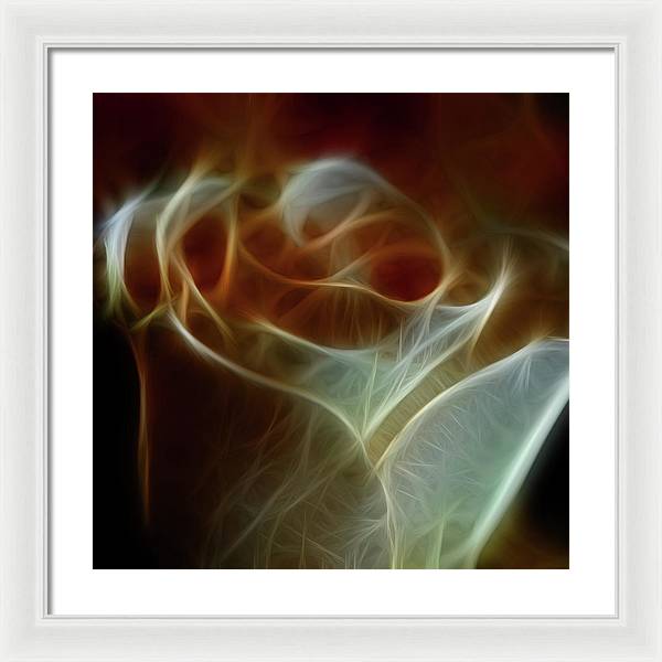 Cream and Amber Rose - Framed Print