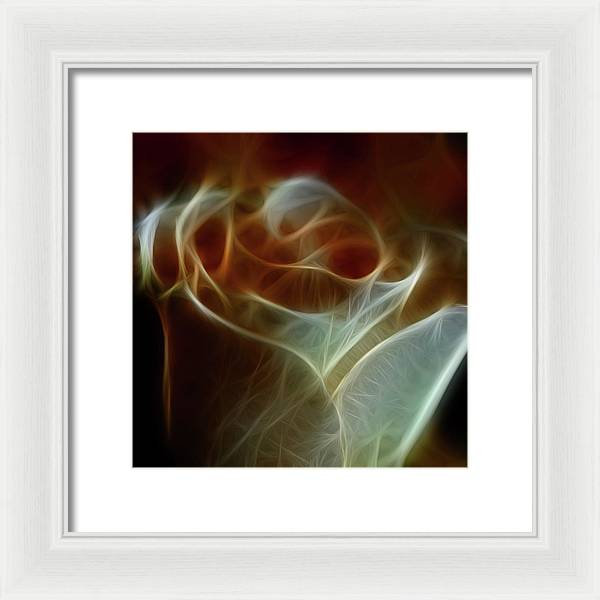 Cream and Amber Rose - Framed Print