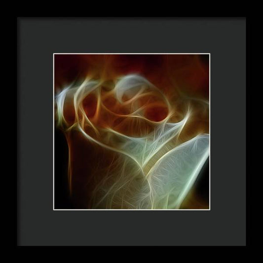 Cream and Amber Rose - Framed Print