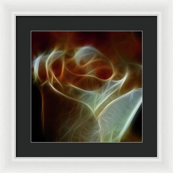 Cream and Amber Rose - Framed Print