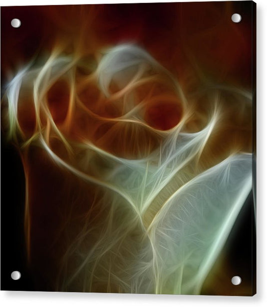 Cream and Amber Rose - Acrylic Print