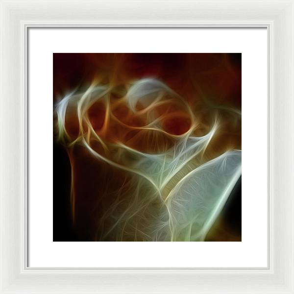 Cream and Amber Rose - Framed Print