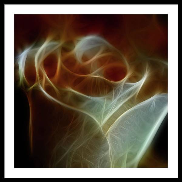 Cream and Amber Rose - Framed Print