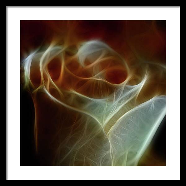 Cream and Amber Rose - Framed Print