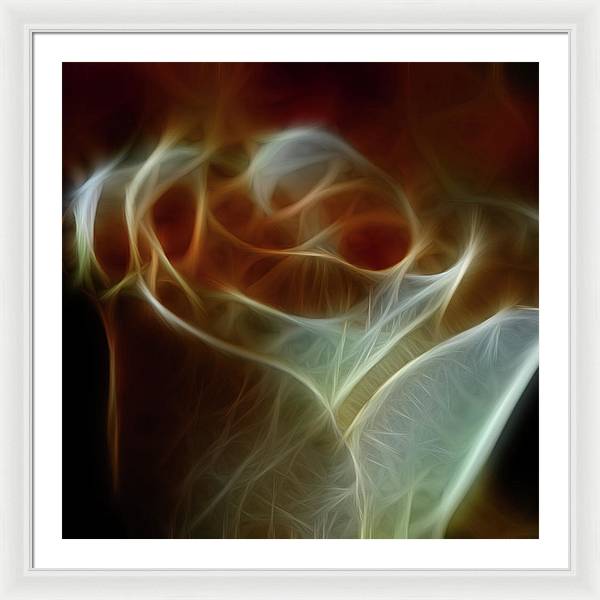 Cream and Amber Rose - Framed Print