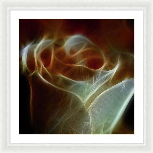 Cream and Amber Rose - Framed Print