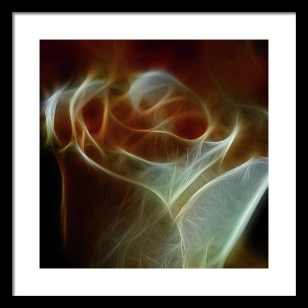 Cream and Amber Rose - Framed Print