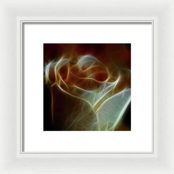 Cream and Amber Rose - Framed Print