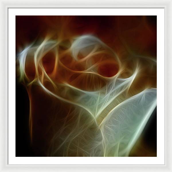 Cream and Amber Rose - Framed Print