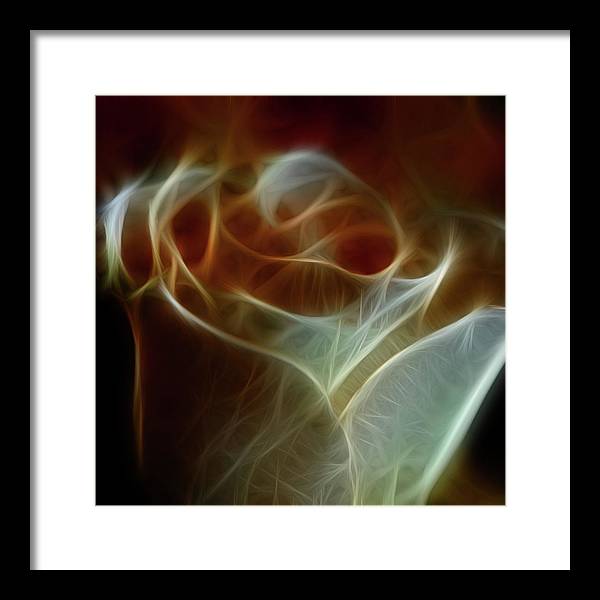 Cream and Amber Rose - Framed Print