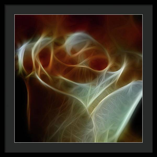 Cream and Amber Rose - Framed Print