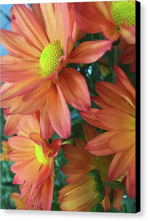 Cream and Pink Daisies Close Up - Canvas Print